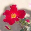 Peter Beales™>Heirloom Roses Outlet
