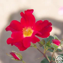 Peter Beales™>Heirloom Roses Outlet