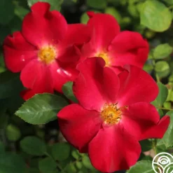 Peter Beales™>Heirloom Roses Outlet