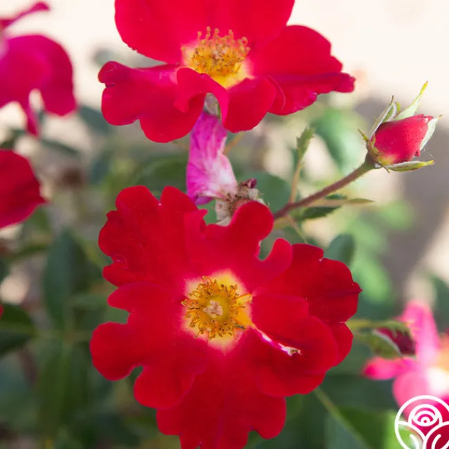 Peter Beales™>Heirloom Roses Outlet