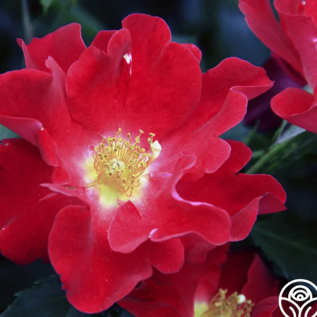 Peter Beales™>Heirloom Roses Outlet