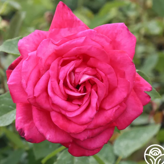 Peter Mayle™>Heirloom Roses New