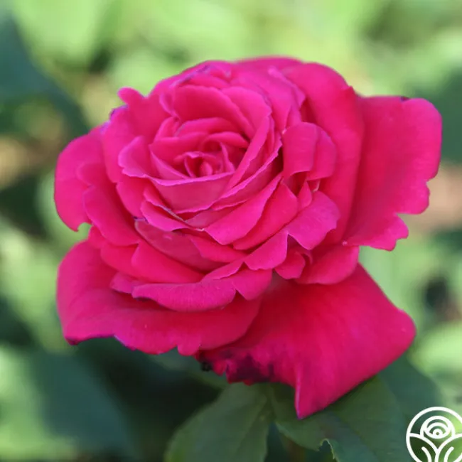 Peter Mayle™>Heirloom Roses New