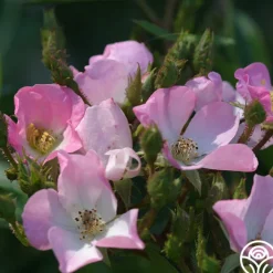Petit Rat De L'opera>Heirloom Roses Sale