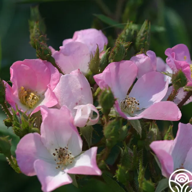 Petit Rat De L'opera>Heirloom Roses Sale