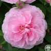 Petite de Holland>Heirloom Roses Clearance