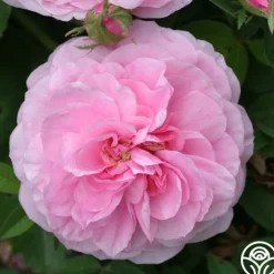Petite de Holland>Heirloom Roses Clearance