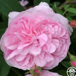 Petite de Holland>Heirloom Roses Clearance