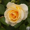 Phab Gold>Heirloom Roses Discount