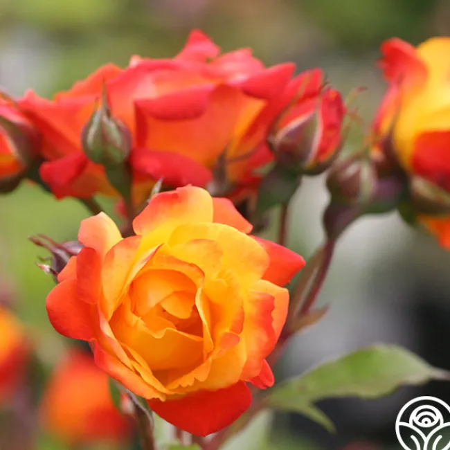 Piñata>Heirloom Roses Clearance