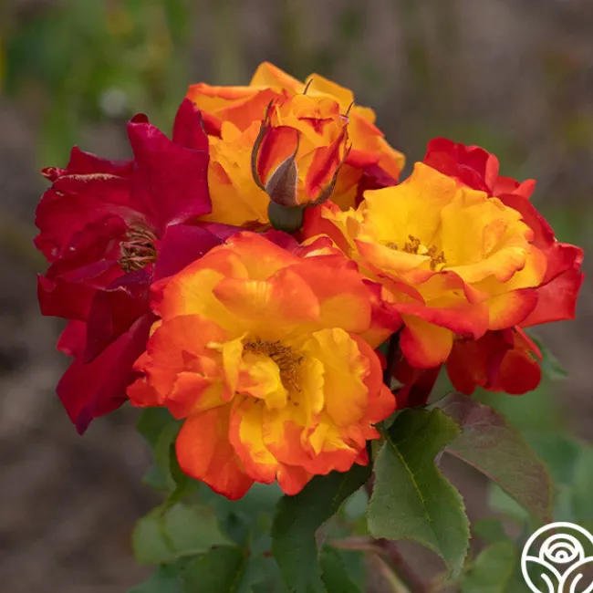 Piñata>Heirloom Roses Clearance