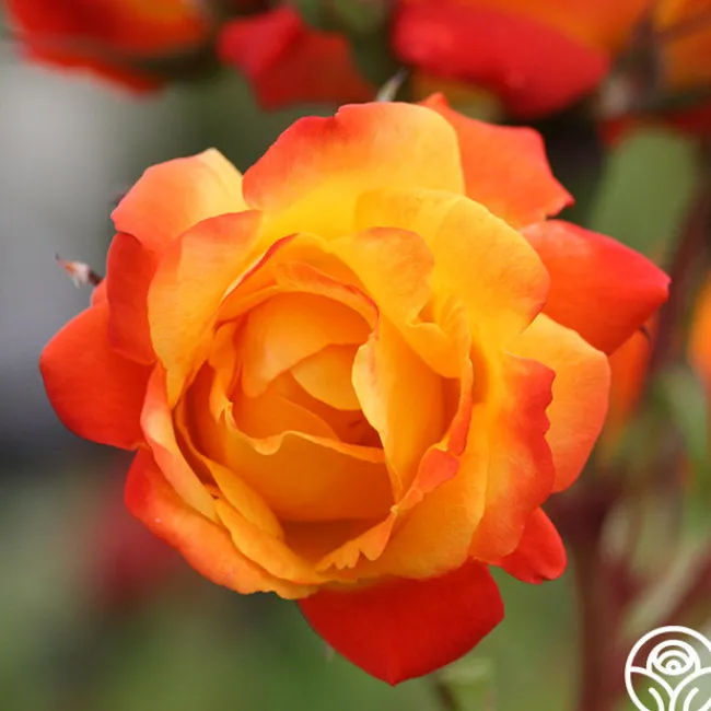 Piñata>Heirloom Roses Clearance