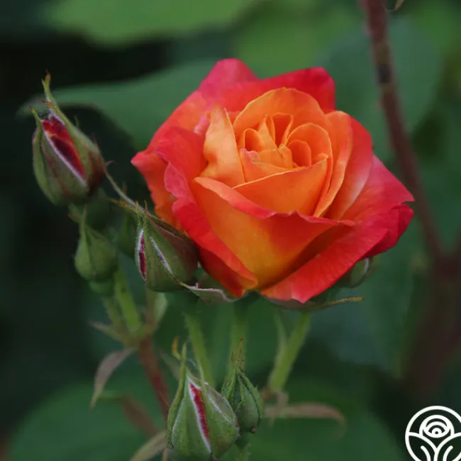 Piñata>Heirloom Roses Clearance