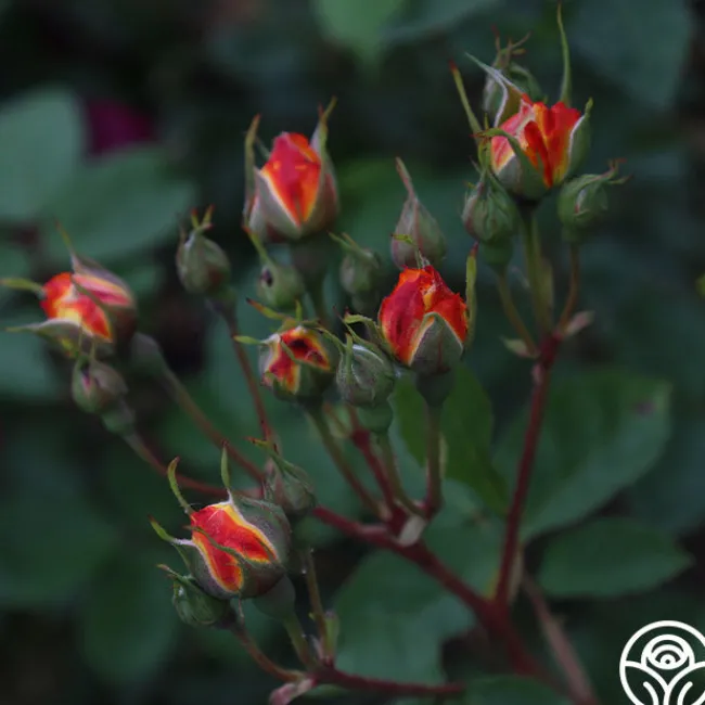 Piñata>Heirloom Roses Clearance