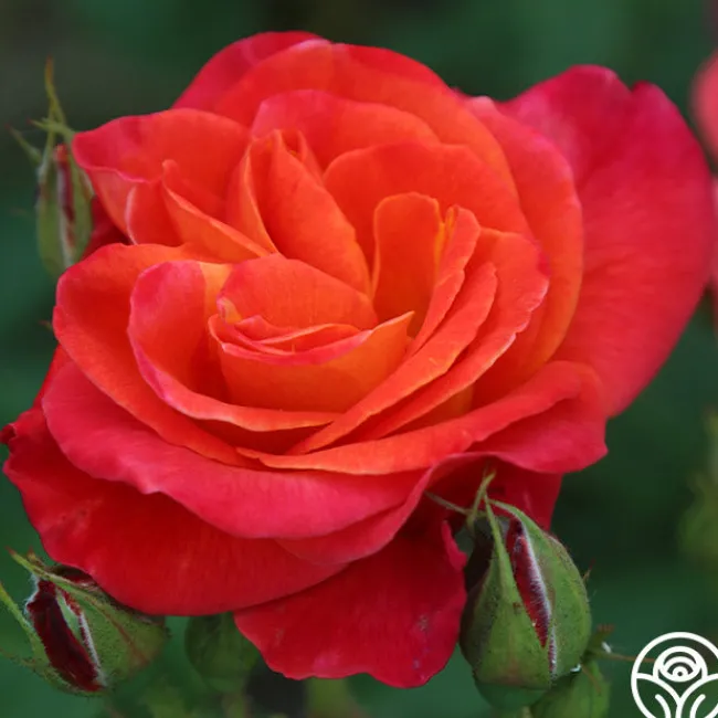 Piñata>Heirloom Roses Clearance