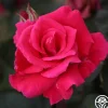 Piccolo Pete>Heirloom Roses Online
