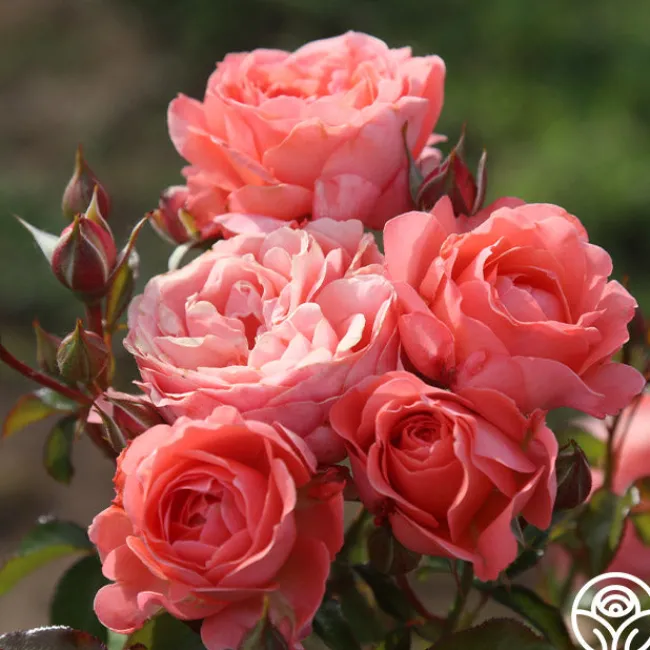Pink Abundance™>Heirloom Roses Online
