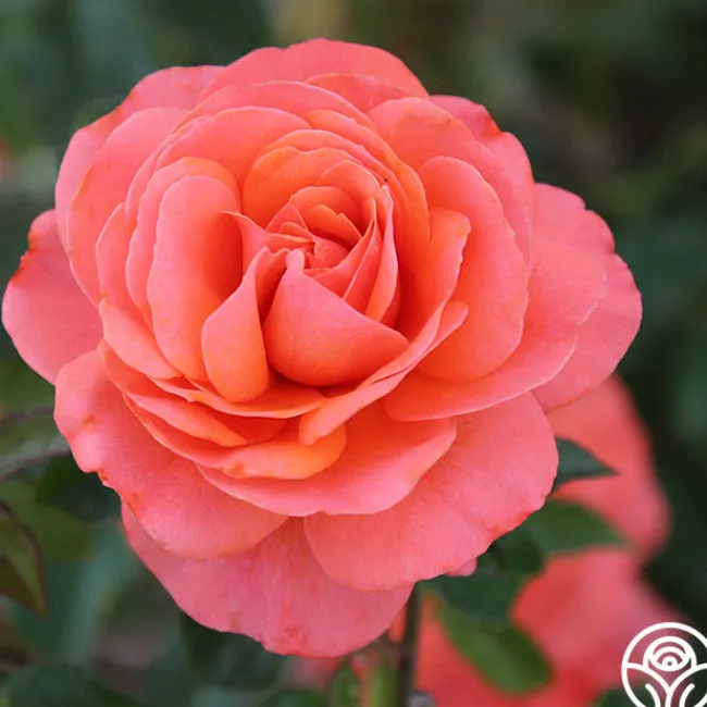 Pink Abundance™>Heirloom Roses Online