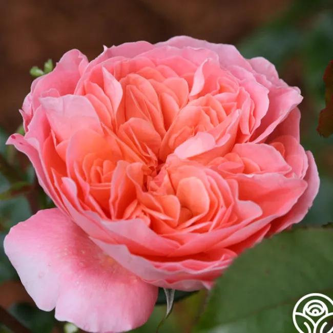 Pink Abundance™>Heirloom Roses Online