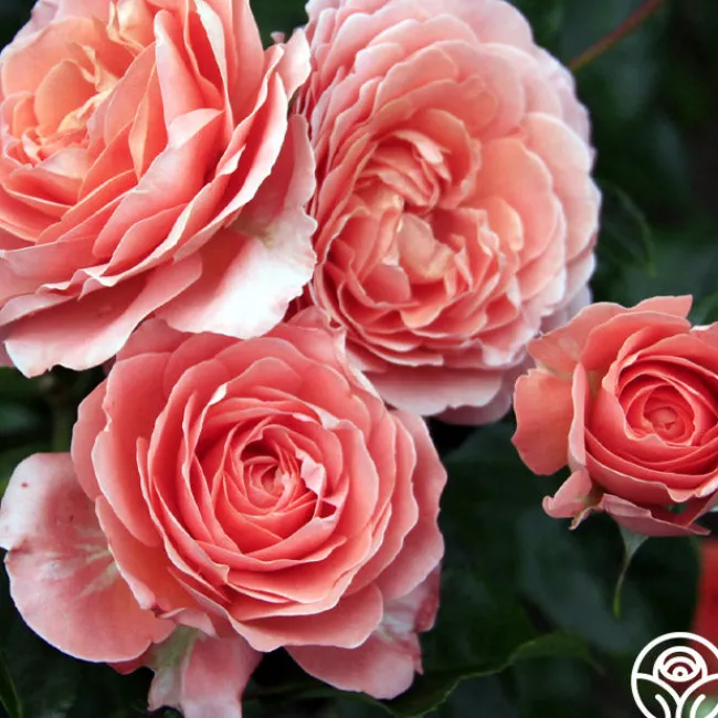 Pink Abundance™>Heirloom Roses Online