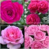 Pink Bouquet Collection>Heirloom Roses Best