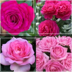 Pink Bouquet Collection>Heirloom Roses Best