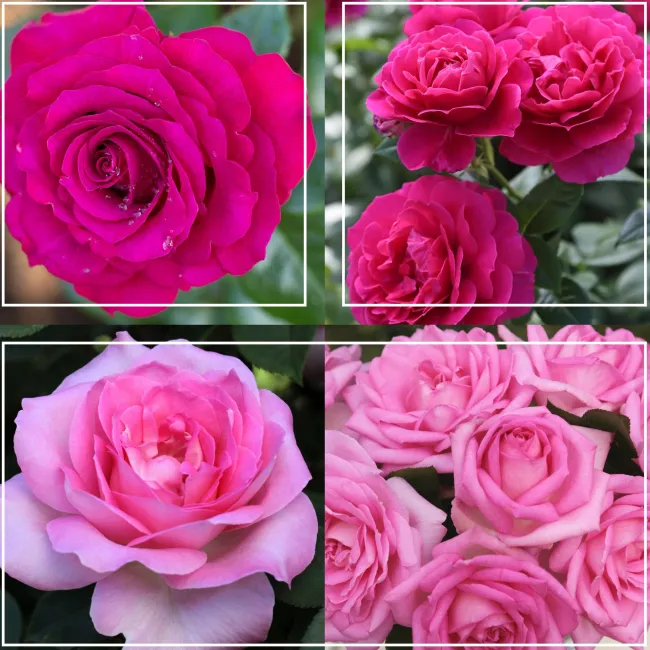 Pink Bouquet Collection>Heirloom Roses Best