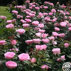 Pink Bouquet Collection>Heirloom Roses Best