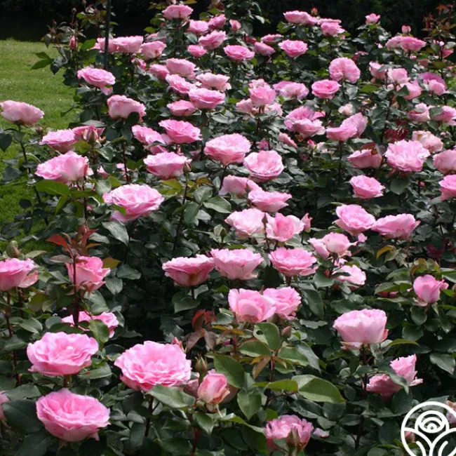 Pink Bouquet Collection>Heirloom Roses Best