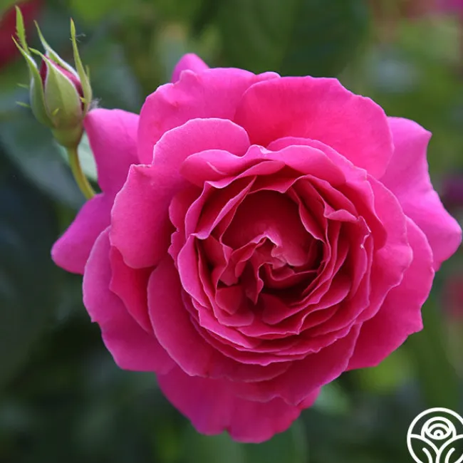 Pink Bouquet Collection>Heirloom Roses Best