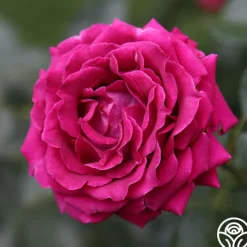 Pink Bouquet Collection><noscript><img width=
