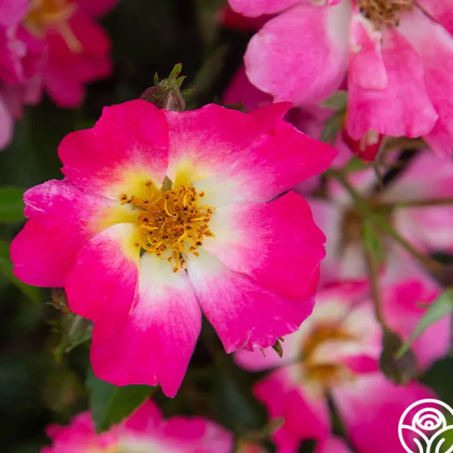 Pink Drift®>Heirloom Roses Outlet