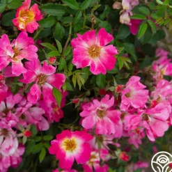 Pink Drift®><noscript><img width=
