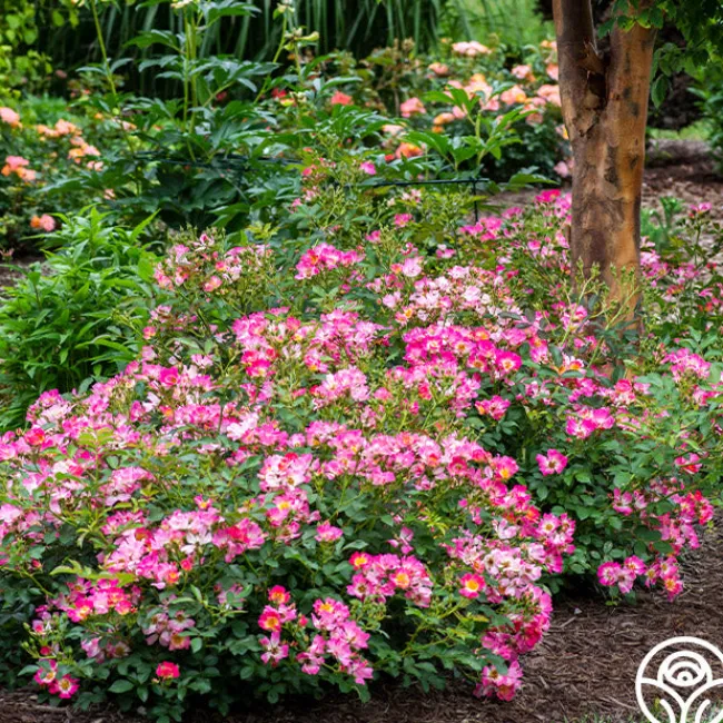 Pink Drift®>Heirloom Roses Outlet