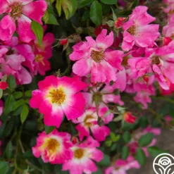 Pink Drift®><noscript><img width=