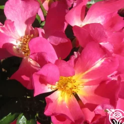 Pink Drift®><noscript><img width=