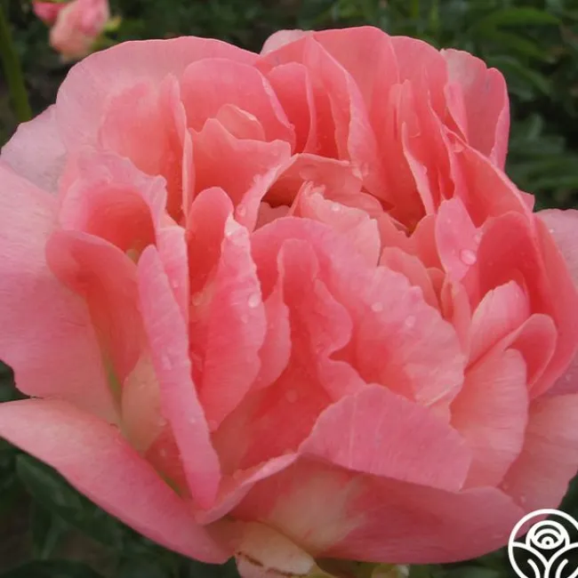 Pink Hawaiian Coral>Heirloom Roses New
