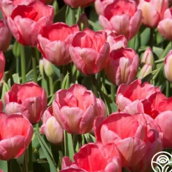 Pink Impression®>Heirloom Roses Hot