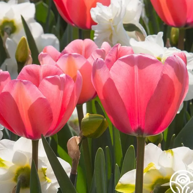 Pink Impression®>Heirloom Roses Hot