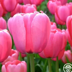 Pink Impression®><noscript><img width=