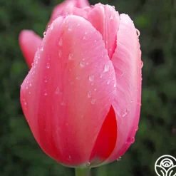 Pink Impression®><noscript><img width=