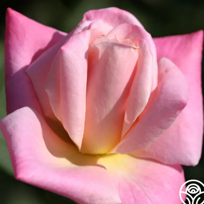 Pink Parfait>Heirloom Roses Best