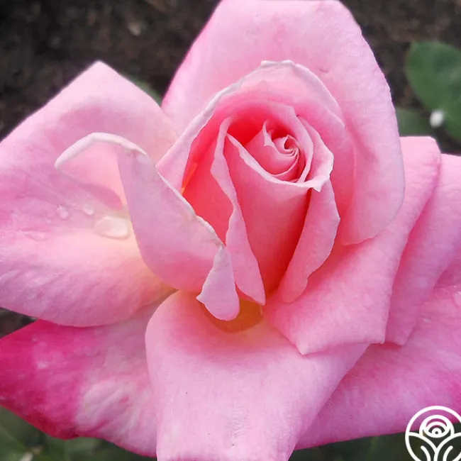 Pink Parfait>Heirloom Roses Best
