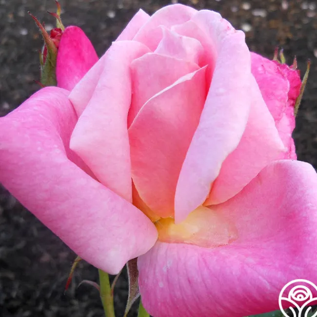 Pink Parfait>Heirloom Roses Best