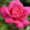 Pink Peace>Heirloom Roses Outlet