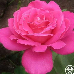 Pink Peace><noscript><img width=