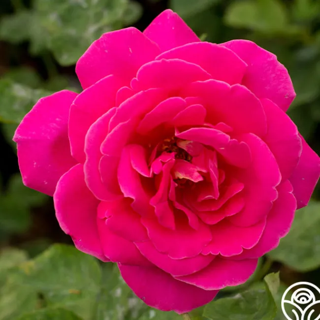 Pink Peace>Heirloom Roses Outlet