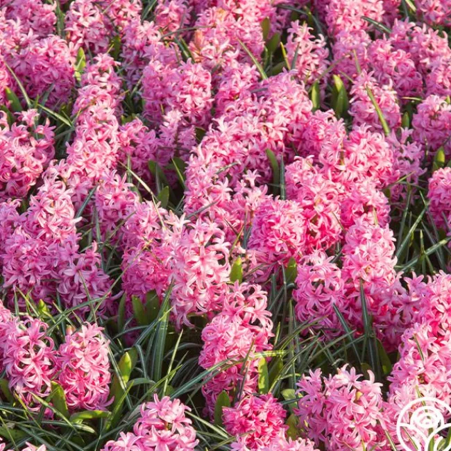 Pink Pearl>Heirloom Roses New
