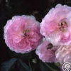 Pink Prosperity>Heirloom Roses