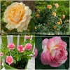 Pink to Peach Cutting Garden>Heirloom Roses